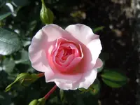 Rose241.webp