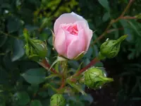 Rose243.webp
