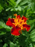 092.webp