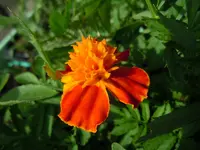 091.webp