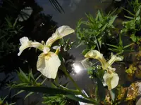 Iris188.webp