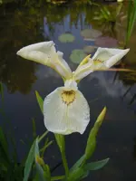 Iris186.webp