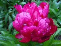 060.webp