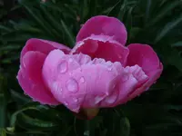 075.webp