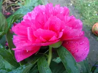 078.webp