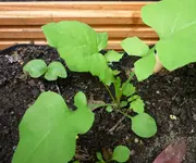 P1020182.webp