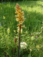 orchidee3.webp