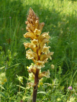 orchidee4.webp