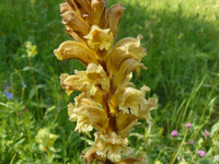 orchidee5.webp