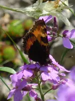 Schmetterling214.webp