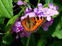 Schmetterling212.webp