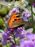 Schmetterling215.webp