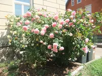 DSCF3077.webp
