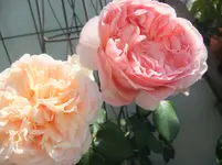 DSCF3074.webp