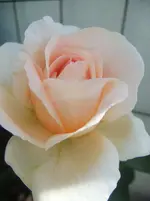 DSCF3075.webp