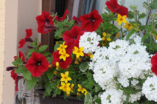 Blumenkasten.webp