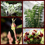 Collage.webp