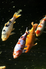 Koi 4.webp