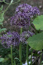 Zierlauch (2).webp