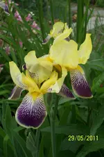 100_2851.webp