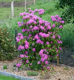 Rhodi in voller Blüte_kleiner.webp