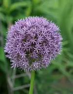 Allium Globemaster_kleiner.webp