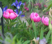 Pfingstrosen blühen_kleiner.webp