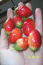 100_2836.webp