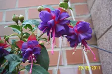 100_2837.webp