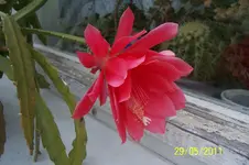 100_2838.webp
