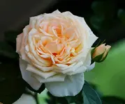 erste Blüten an Cream Moondance_kleiner.webp