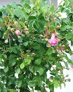 Jasmina erste Blüten_kleiner.webp
