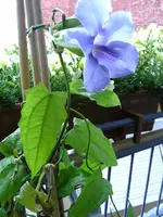 Wohnung 115.webp