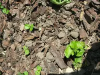 DSCN0063.webp