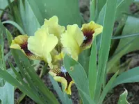 CIMG0364.webp