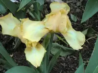CIMG0378.webp