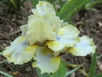 CIMG0379.webp
