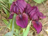CIMG0383.webp