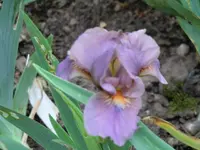 CIMG0382.webp