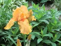 CIMG0431.webp