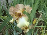 CIMG0445.webp