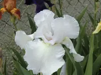 CIMG0441.webp
