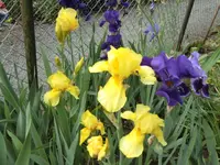 CIMG0446.webp