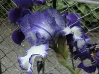 CIMG0447.webp