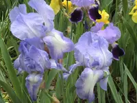 CIMG0448.webp