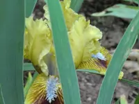 CIMG0384.webp