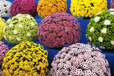DSC01264(1).webp