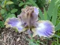 Overcast komp.webp