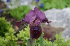 Regards (1) komp.webp