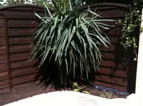 Yucca grün.webp